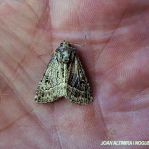 Thalpophila vitalba