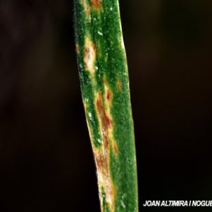 Mycosphaerella graminicola. (Pat)