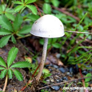 Panaeolus papilionaceus
