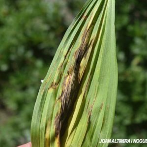 Phyllosticta veratri. (Pat)