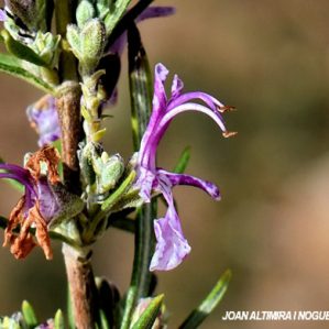 Salvia rosmarinus. var. rosea