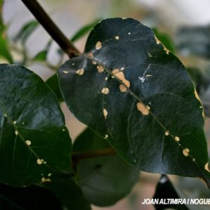 Cercosporidium bougainvilleae. (Pat)