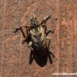 Coniocleonus excoriatus