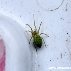 Nigma walckenaeri