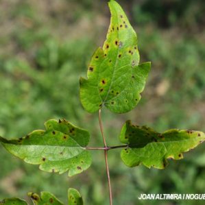 Septoria clematidis. (Pat)