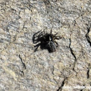 Textrix denticulata