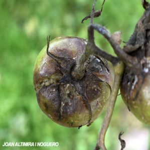 Boeremia lycopersici. (Pat)