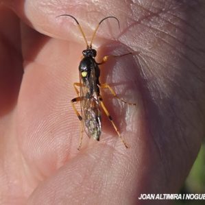 Ichneumon stramentarius