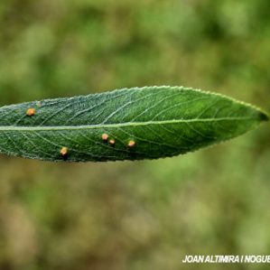 Melampsora salicis-albae. (Pat)