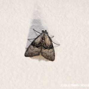 Nola cucullatella