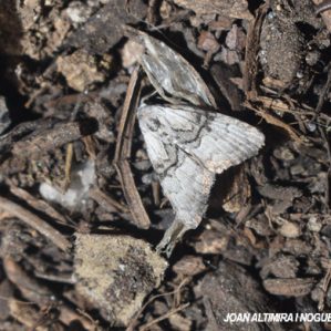 Nola thymula