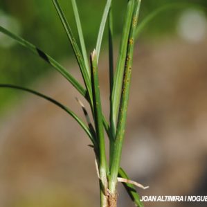 Uromyces caricis sempervirentis. (Pat)