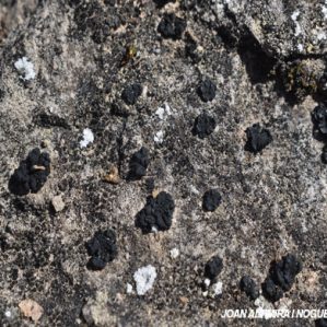 Lichinella jodopulchra