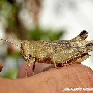 Calliptamus italicus