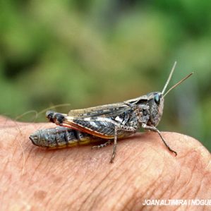 Chorthippus binotatus