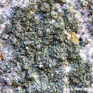 Lecanora conizaeoides