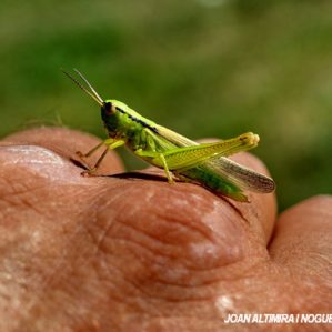 Mecostethus parapleurus