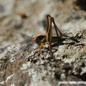 Metrioptera roeselii