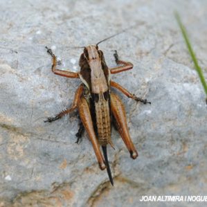 Metrioptera saussuriana