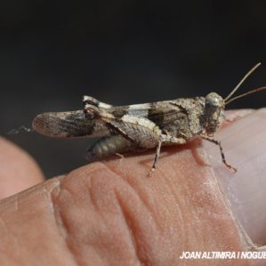 Oedipoda charpentier