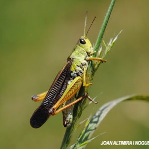 Pseudochorthippus montanus