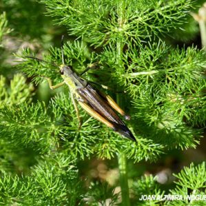 Stauroderus scalaris