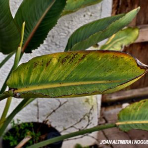 Ascochyta passiflorae. (Pat)
