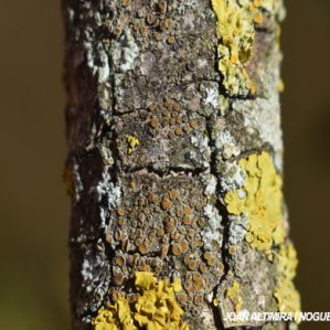 Caloplaca cerina