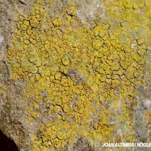 Candelariella coralliza