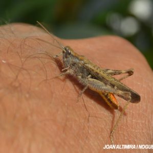 Chorthippus dorsatus
