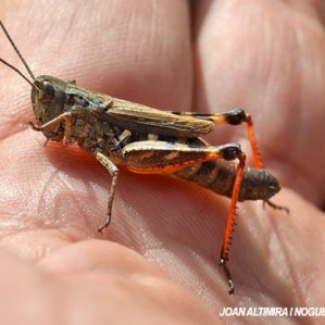 Chorthippus saulcyi