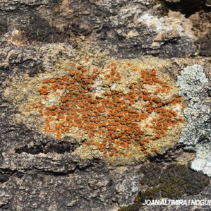 Flavoplaca oasis