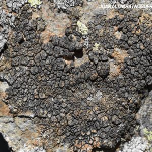 Immersaria athroocarpa