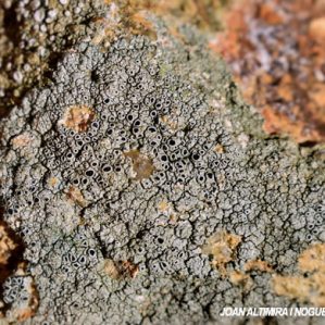 Lecanora gangaleoides