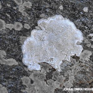 Pertusaria digrediens