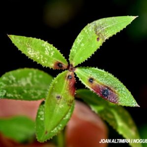 Mycosphaerella peregrina. (Pat)