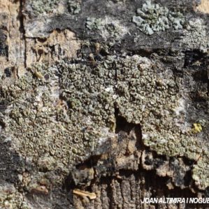 Polyozosia hagenii