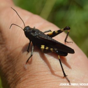 Psophus stridulus