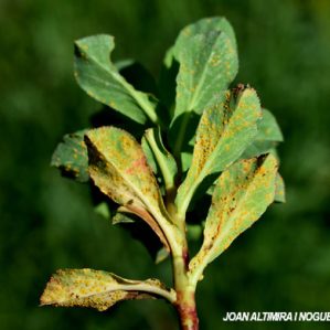 Melampsora euphorbiae. (Pat)