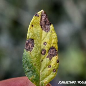 Puccinia teucrii. (Pat)