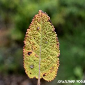Septoria salviae. (Pat)