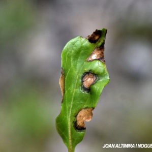 Septoria valerianae. (Pat)