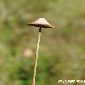 Psathyrella corrugis