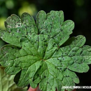 Coleroa circinans