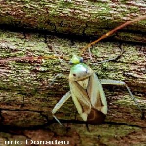 Adelphocoris lineolatus