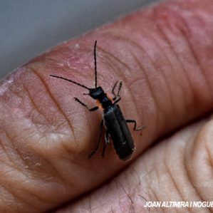 Cantharis obscura