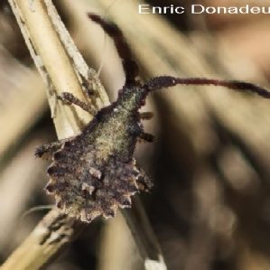 Enoplops scapha