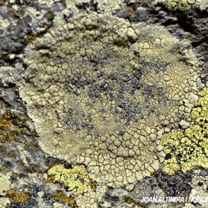 Glaucomaria rupicola subsp. sulphurata