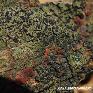 Trapeliopsis flexuosa