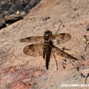 Rhagio scolopaceus